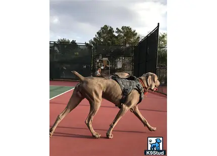 a weimaraner dog wearing a harness